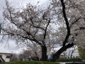 IMG_0750.jpg