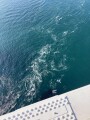 IMG_7429.jpg