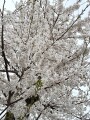 IMG_1303.jpg
