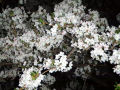 DSCF7485.jpg